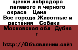 щенки лабрадора палевого и черного окраса › Цена ­ 30 000 - Все города Животные и растения » Собаки   . Московская обл.,Дубна г.